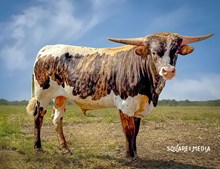 🥃 MIDWEST TOP SHELF 🥃