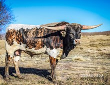 🥃 MIDWEST TOP SHELF 🥃