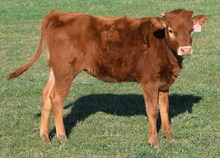 Americano 25 Heifer