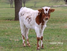 Mulberry/Firestorm Bull