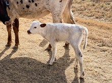 3P WATERMELON MOONSHINE 