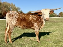 LBR Enchanted Nellie