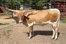 Hubbells Crown Apollo 7