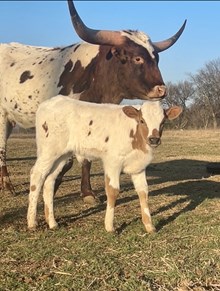 PCC Diablo x KCS Valkyrie 