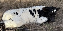 Smoke's bull calf