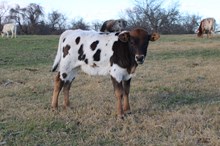 EJS Legendary Dragon 