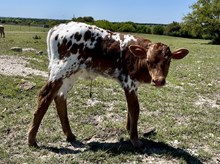 Tiger King x Starbright bull calf