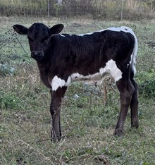 Bull Calf