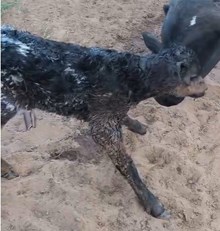 J7 ANGELINA FAST 🇧🇷