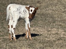 Mulberry/Firestorm Bull