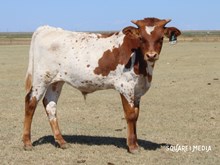 3P FIFTY SHADES OF RANCHY 