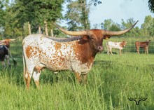 Riverforks Gypsy Rose