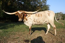 RIVERFORKS SHES A DANDY