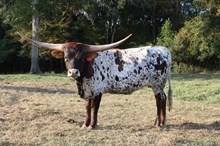 Riverforks Immokalee