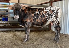 HL Crown's Golden Knight