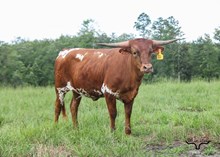 M7 Miss Kitty’s Safari 